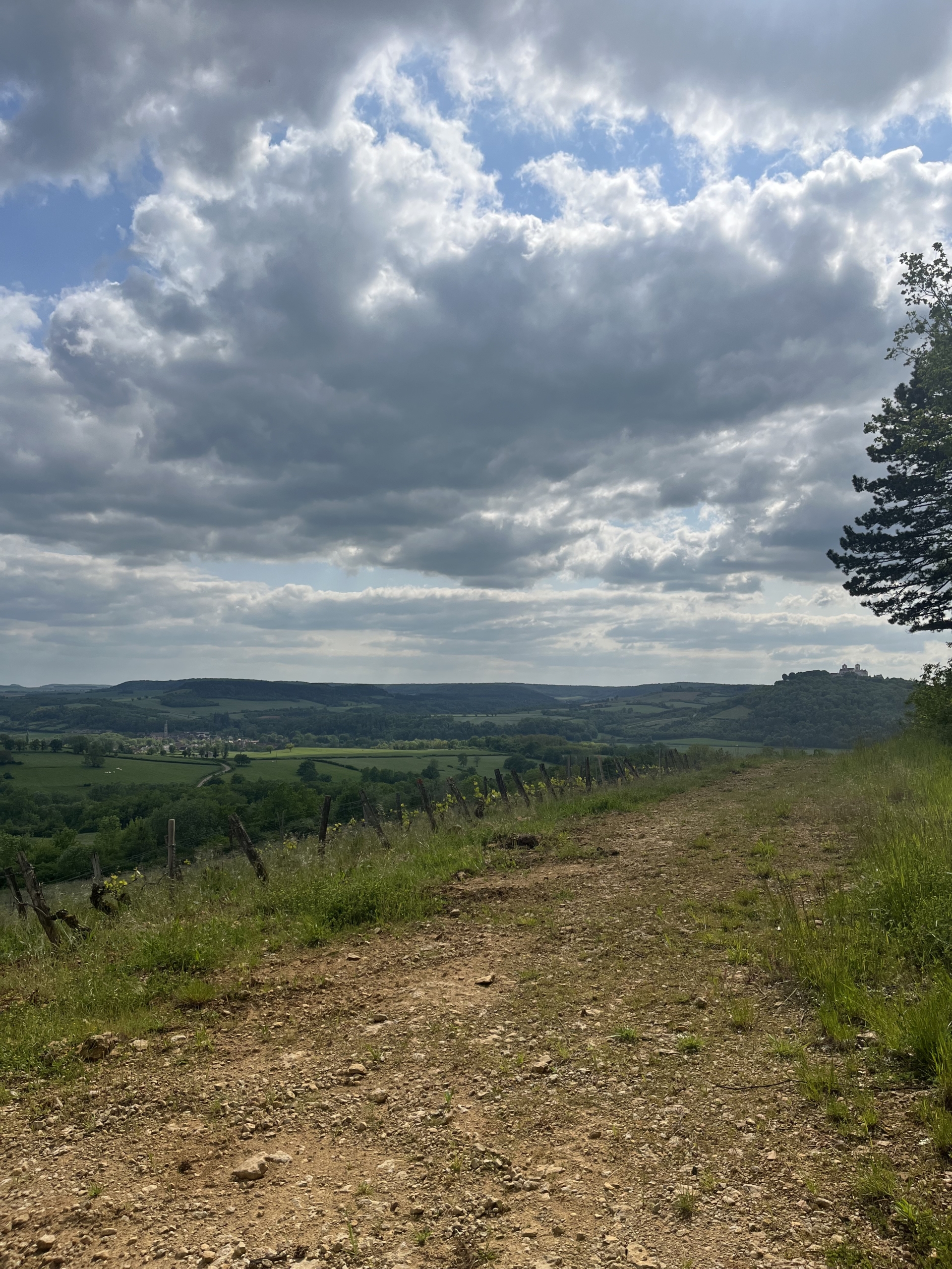 découverte vignes Vézelay